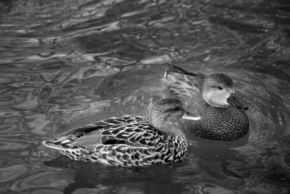 Ducks! Best viewed large.