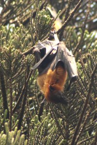 Pteropus giganteus 1