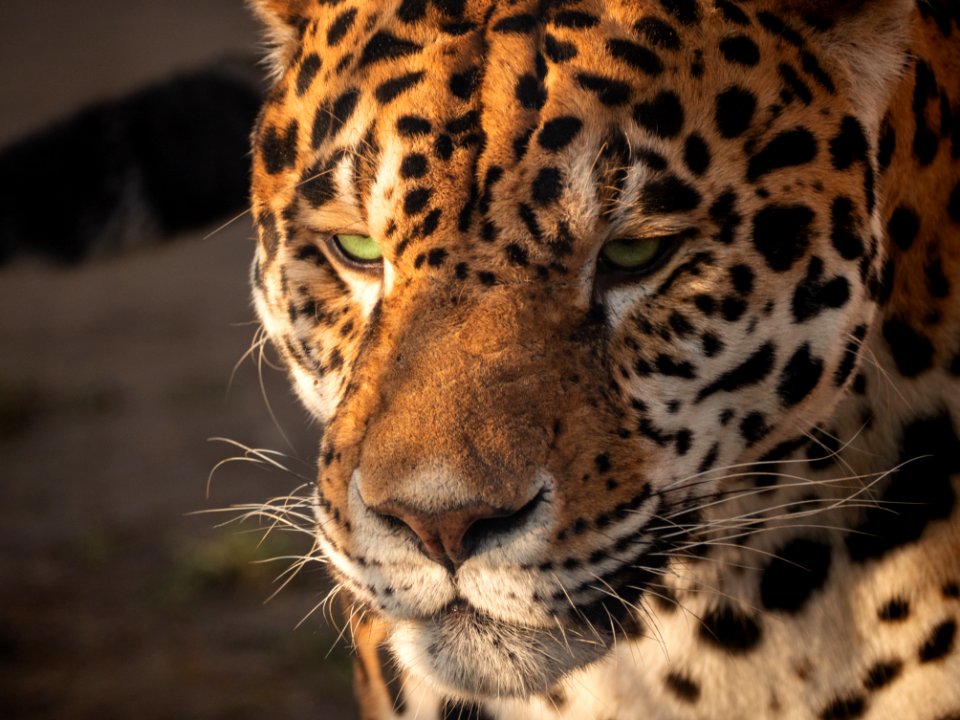 Leo
