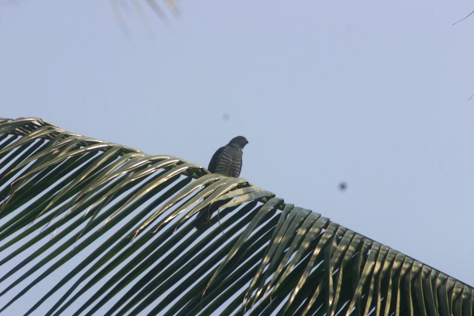 Aviceda cuculoides 1