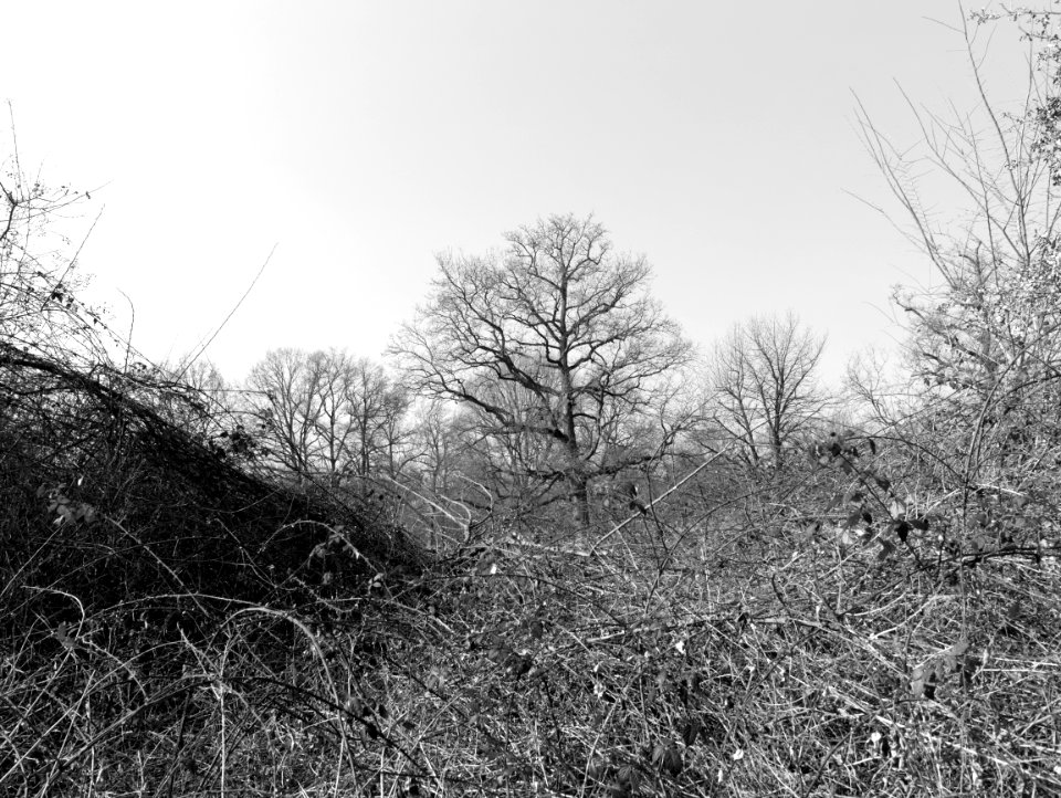 Park scene photo