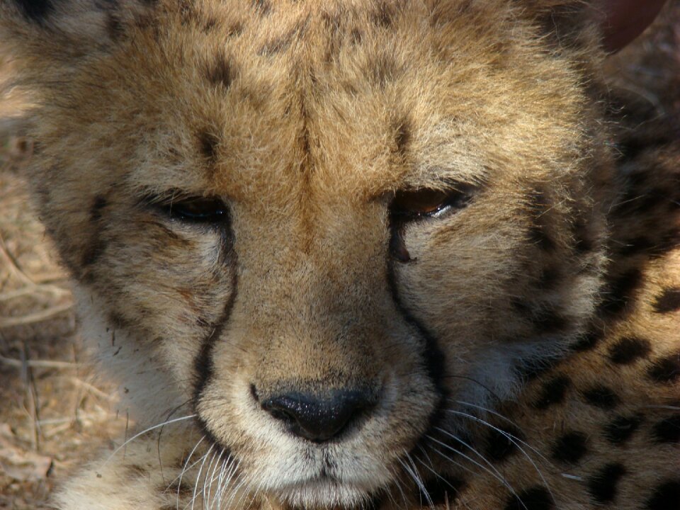 Predator africa animal world