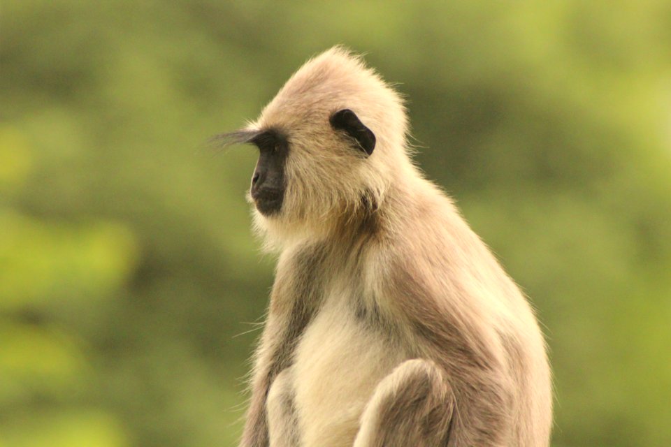 Semnopithecus entellus 1