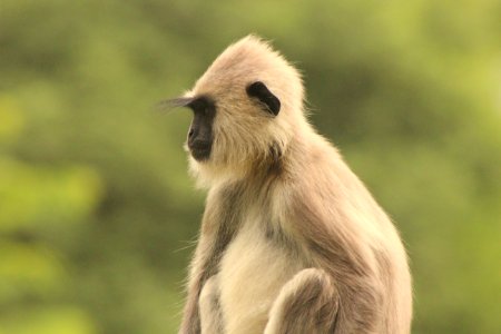 Semnopithecus entellus 1