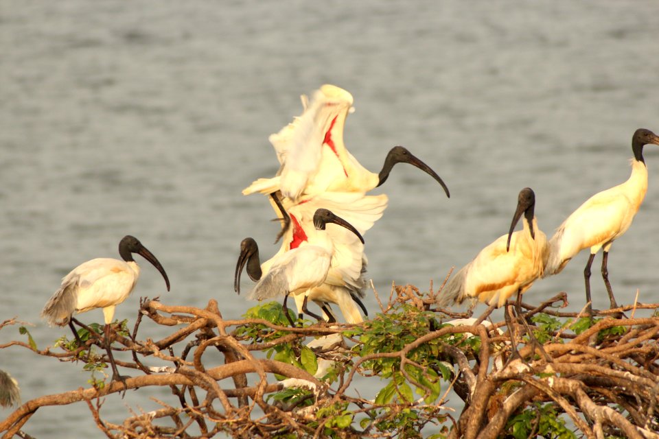 Threskiornis melanocephalus 3