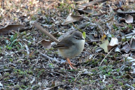 Tawny flanked prinia, Hluhluwe-iMfolozi game reserve, KZN, South Africa