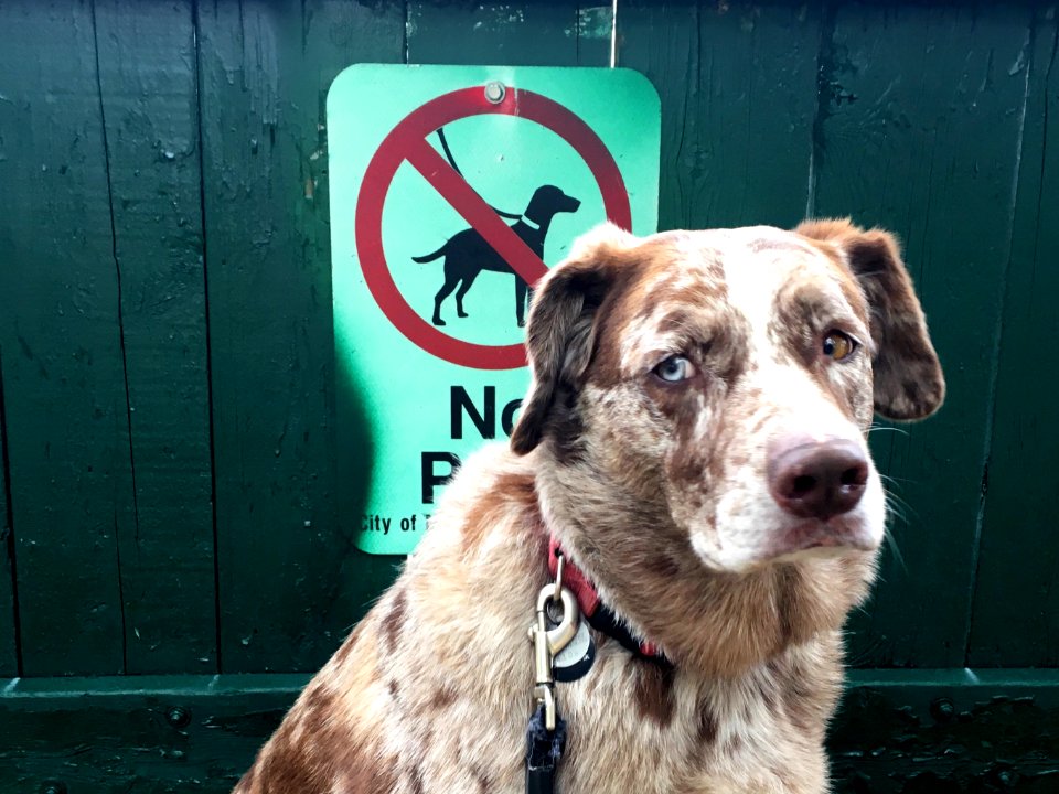 Sorry, I Can't Read
