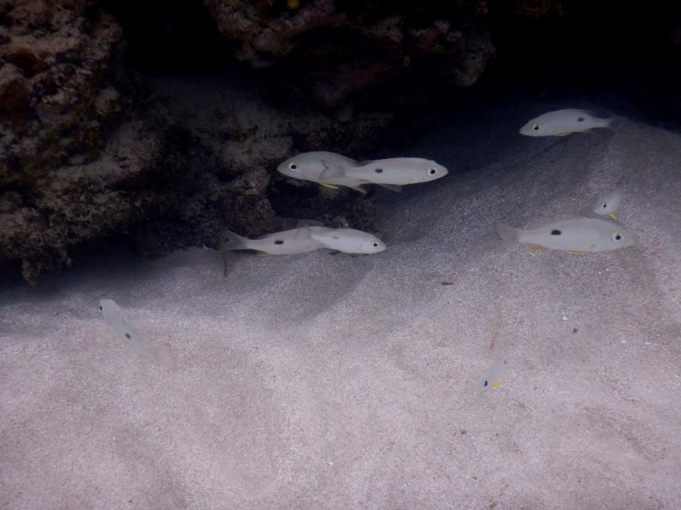 Lutjanus mahogoni 1