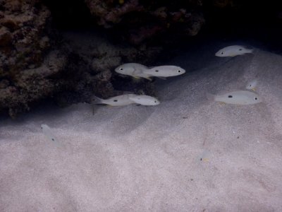 Lutjanus mahogoni 1