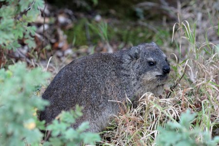 Procavia capensis 2