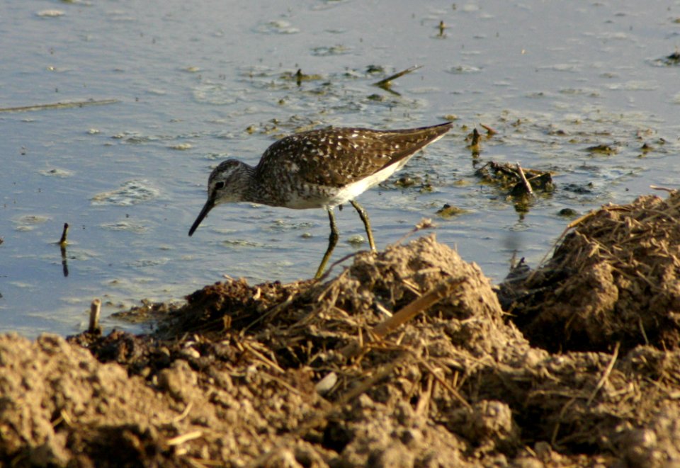 Tringa glareola 1
