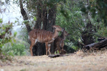 Tragelaphus angasii 3