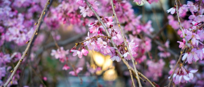 Cherry Blossoms 2020