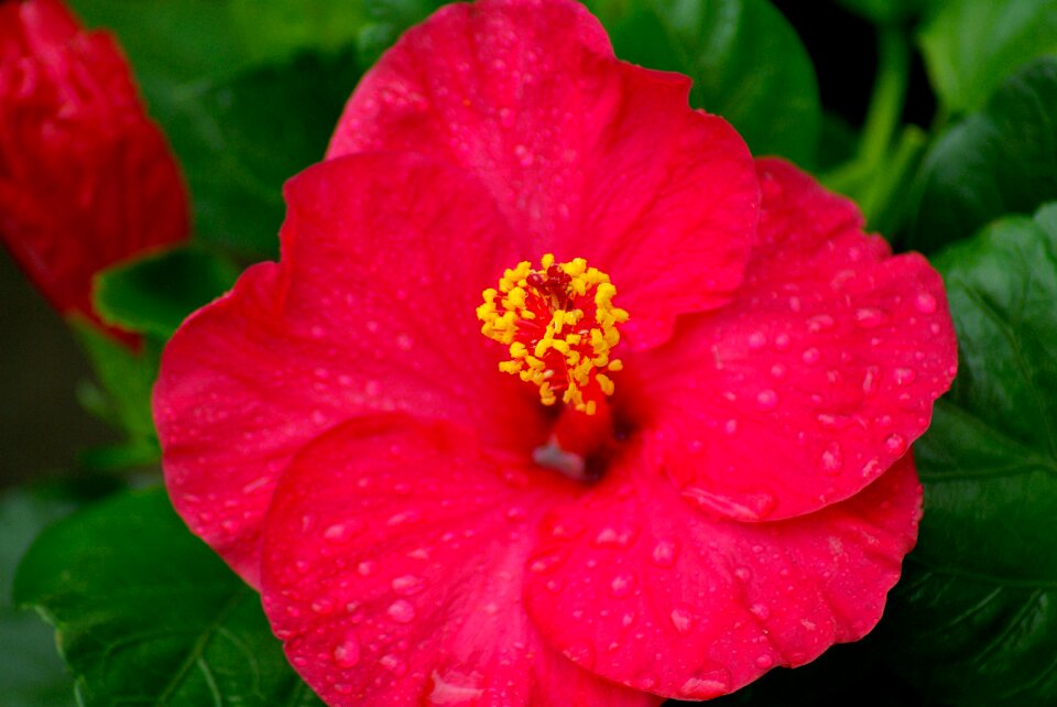 Hibiscus pistil petals