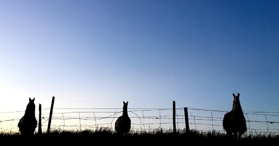 A Three Llama Tribunal