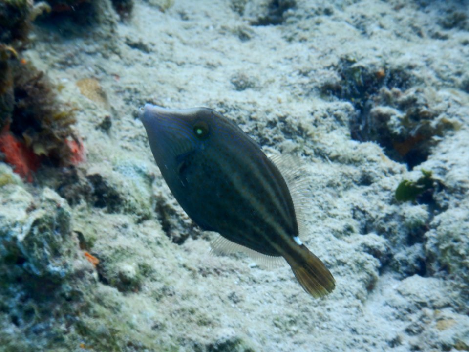 Cantherhines pullus 2