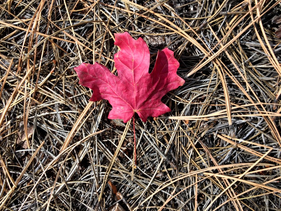 Maple in Arizona, Eh?