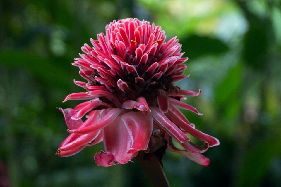 Exotic pink flora