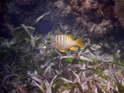 Lutjanus apodus 2