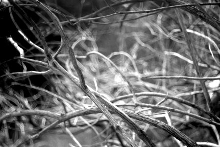 Branches photo
