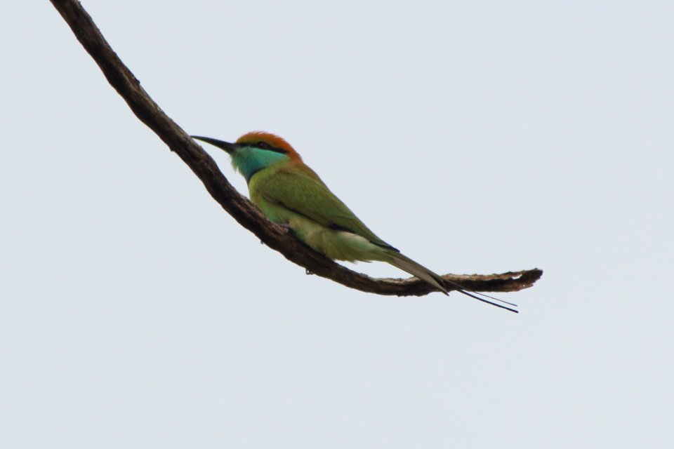 Merops orientalis 2