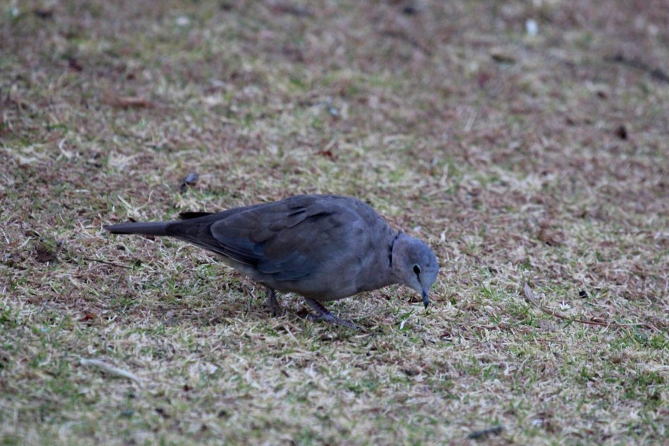 Streptopelia capicola 1