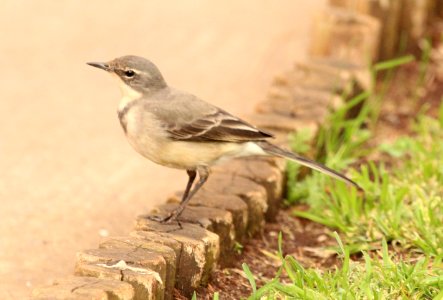 Motacilla capensis 1