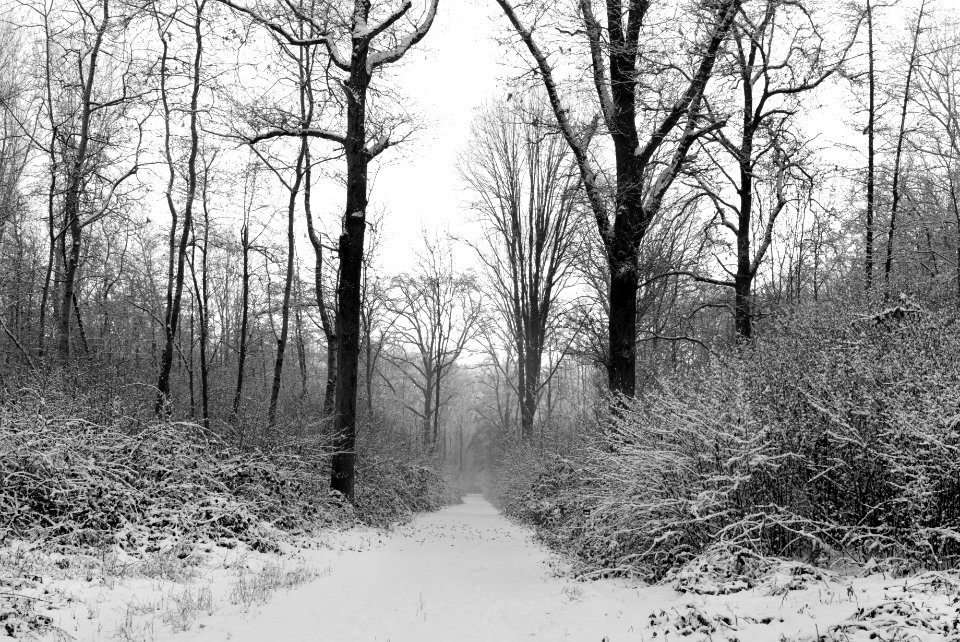 Stupinigi park. Best viewed large.