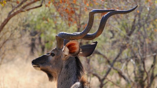 Wild animal portrait majestic
