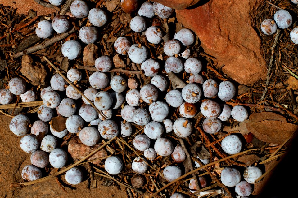 Juniper Berry Precipitation