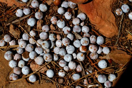 Juniper Berry Precipitation