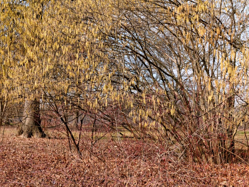 Stupinigi park scene