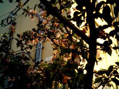 Mizonokuchi, 7th Apr