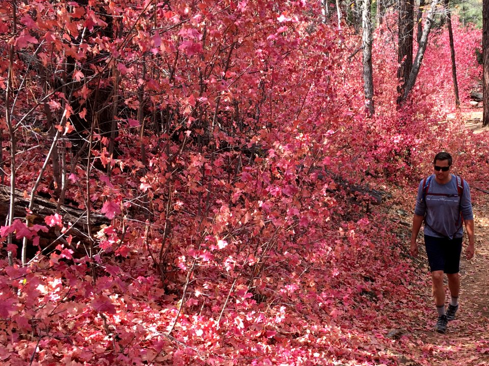 Travis Among the Maple