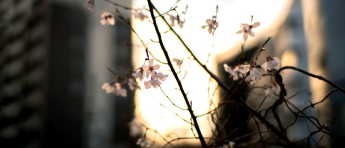 Cherry Blossoms 2020