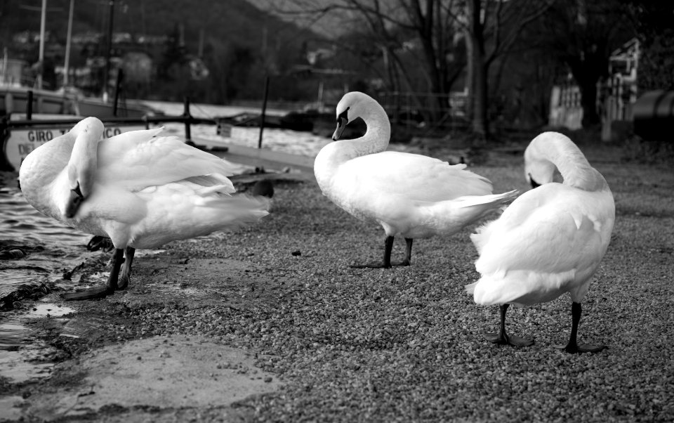Swan lake. Best viewed large.