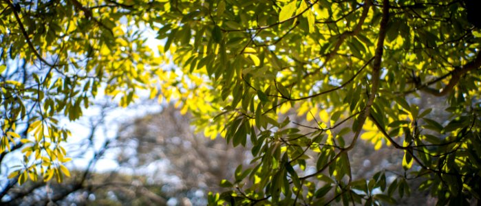 Hamarikyu Gardens, Tokyo, 6th Mar