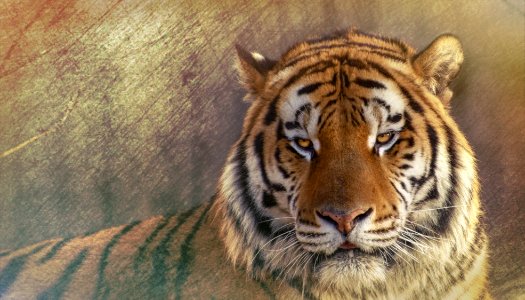 Siberian Tiger photo