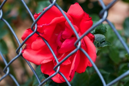 Fenced In / Fenced Out