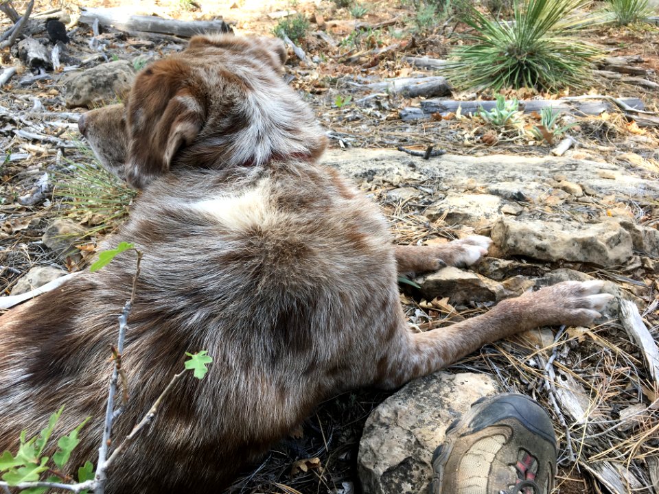 Mr "Blend in the Forest"