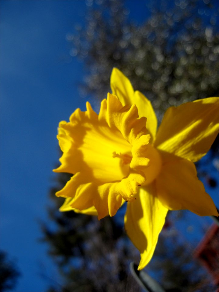 Daffodil Sky