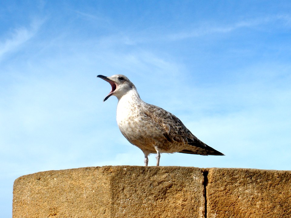 Sing, it's a beautiful day!