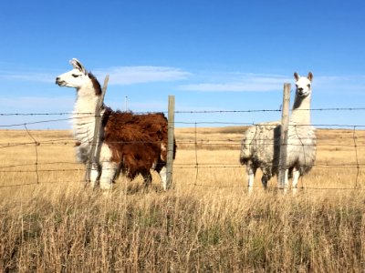 Llama Pair photo