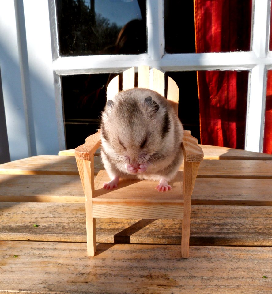 Hamster chair! CUTE!