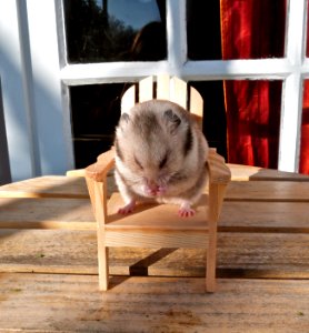 Hamster chair! CUTE! photo