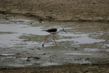 Himantopus himantopus 2