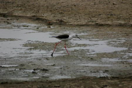 Himantopus himantopus 2 photo