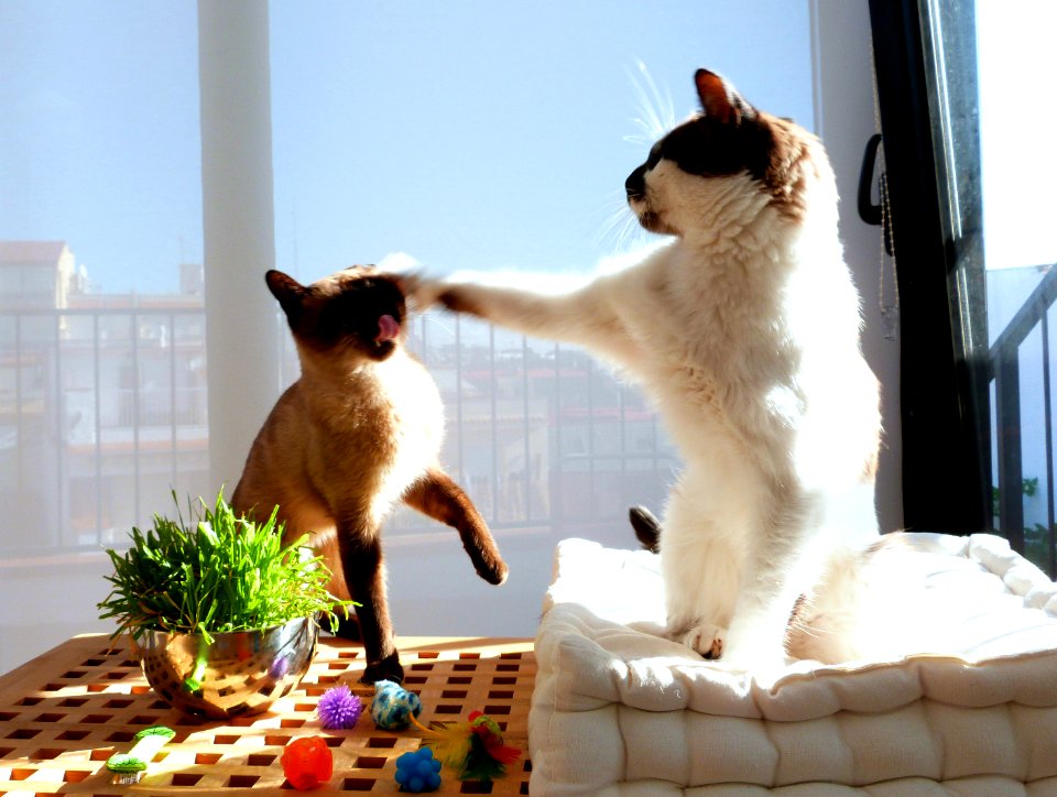 Brotherly squabble
