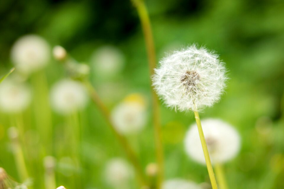 Multiplication reproduction spring
