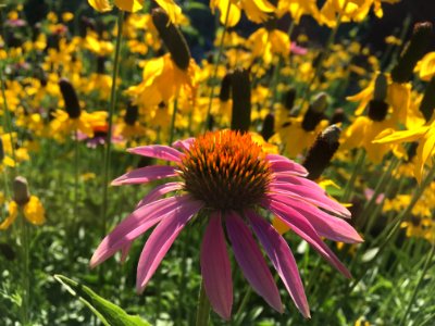 Just One of a Billion Denver Street Flowers photo